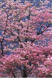 电影灌篮高手官宣定档 4月20日全国上映